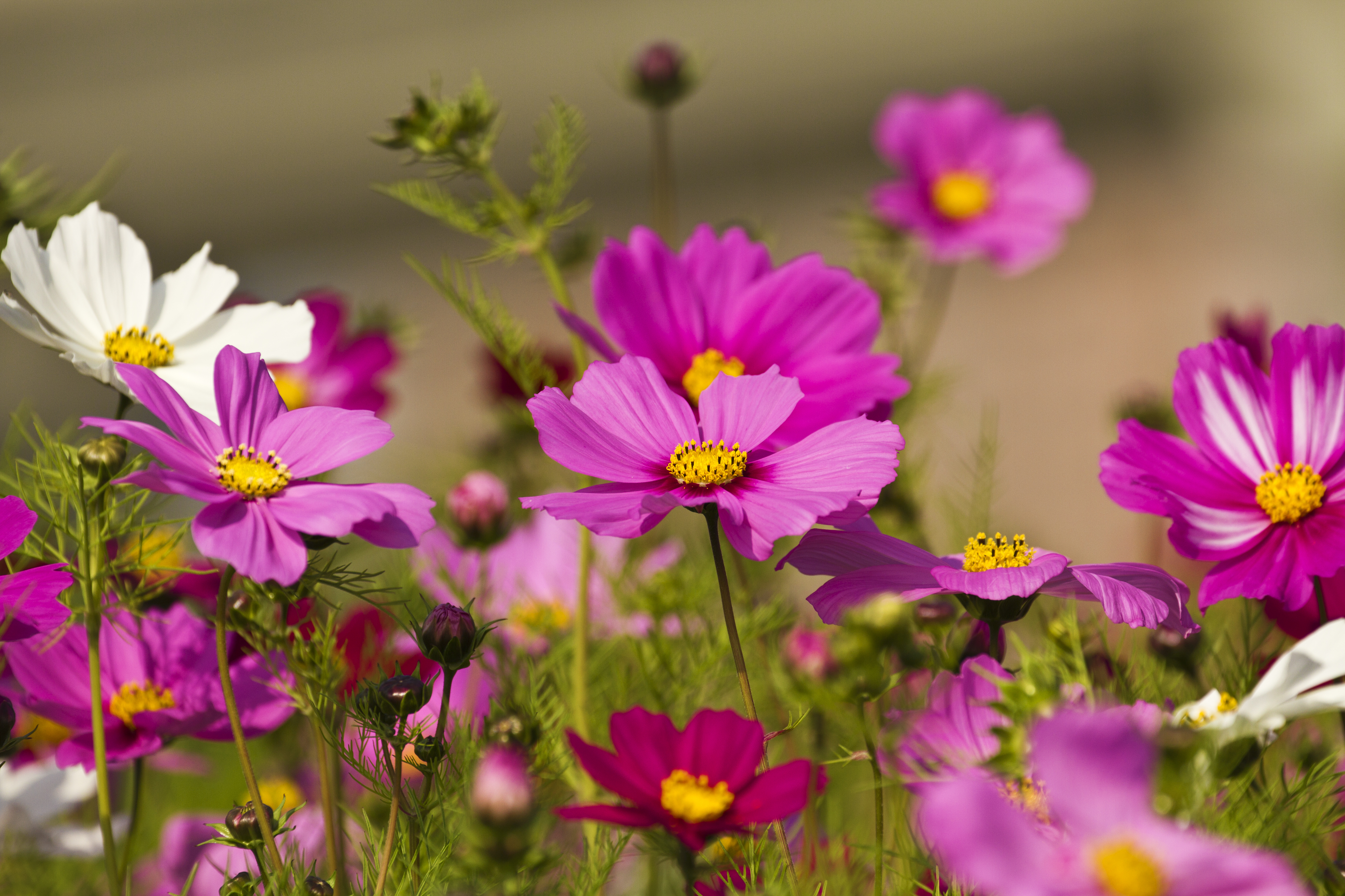 大波斯菊經常作為瓶插花。（Shutterstock）