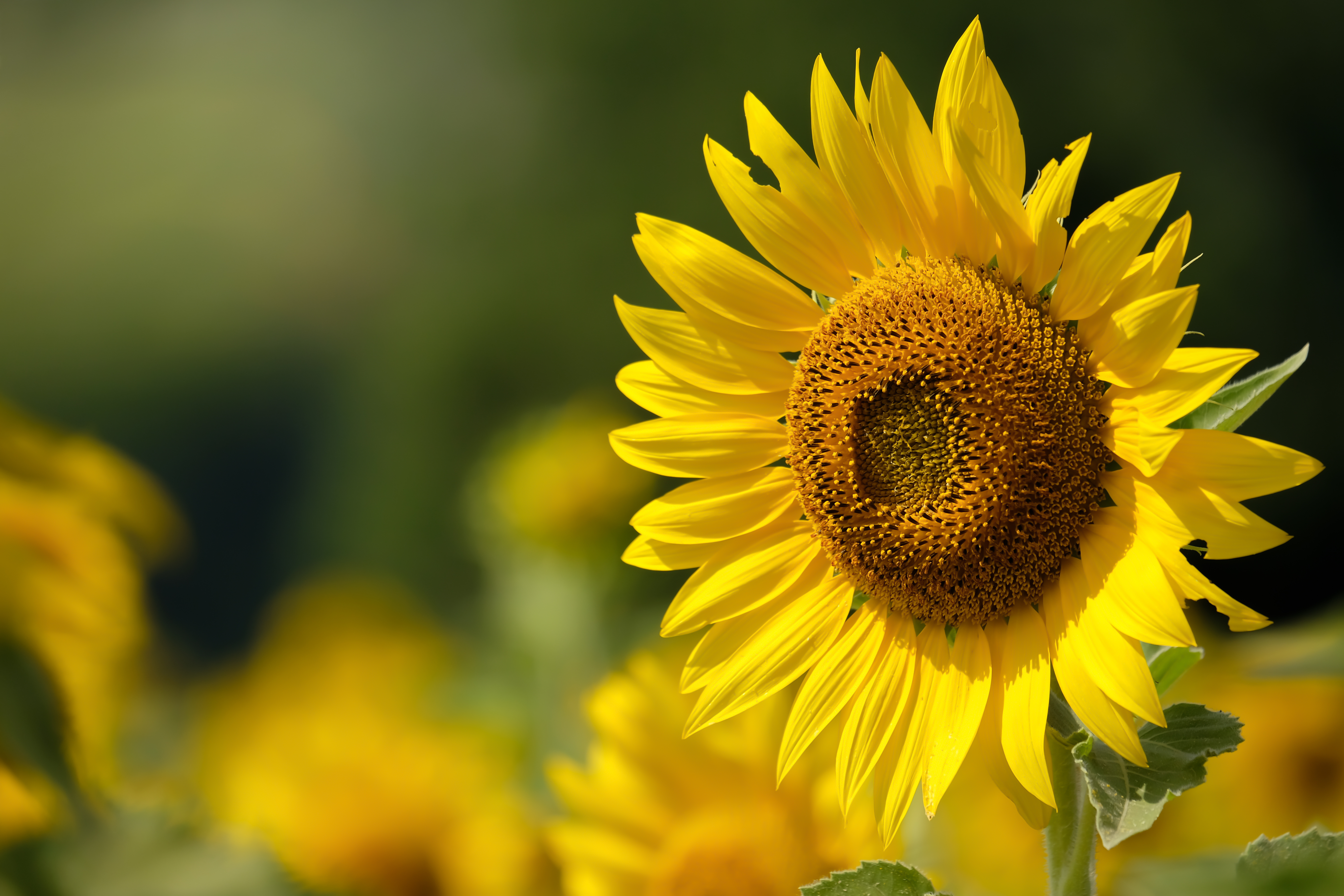 向日葵擁有很多花蜜，吸引傳粉昆蟲。（Shutterstock）