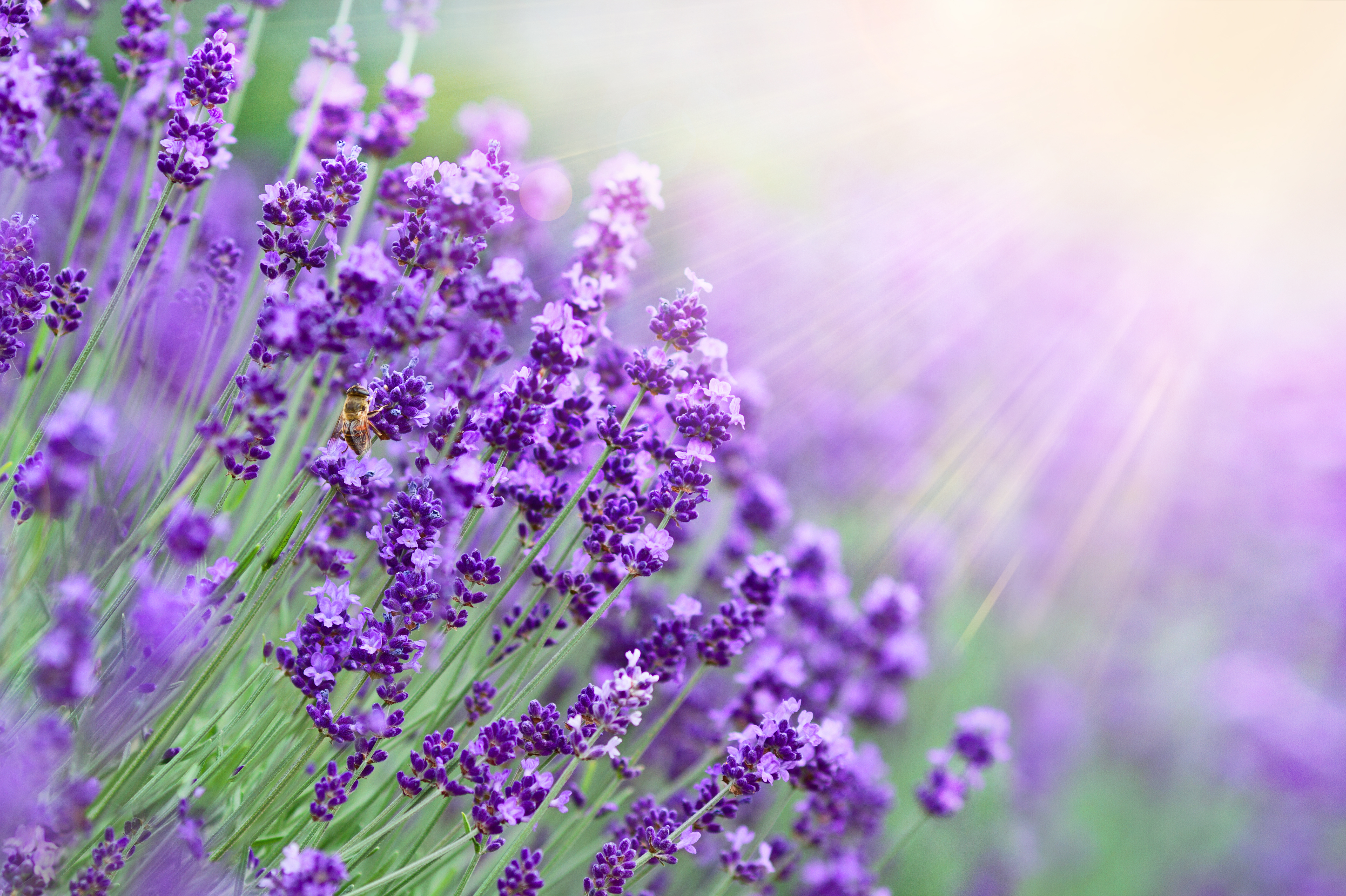薰衣草是蘆筍的最佳搭檔，混合種植的成效顯著。（Shutterstock）