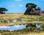 走進非洲（4）塞倫蓋蒂的動物樂園