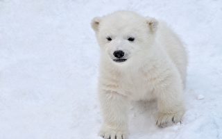 北极熊幼崽被俄罗斯矿工驯服 跟小狗一样乖