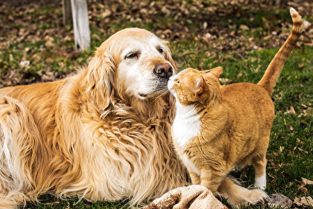 Golden,Retriever,And,A,Cat,Giving,Kisses.,Shutterstock,黄金猎犬,猫狗
