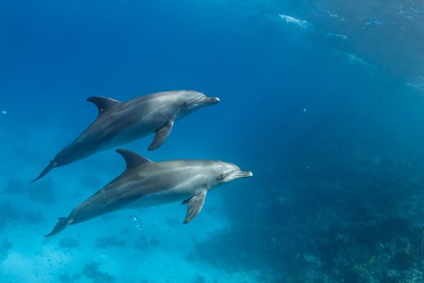 美國女子拍到 兩隻海豚「手牽手」游泳
