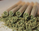 称解决就业  纽约的大学教出更多“大麻专家”