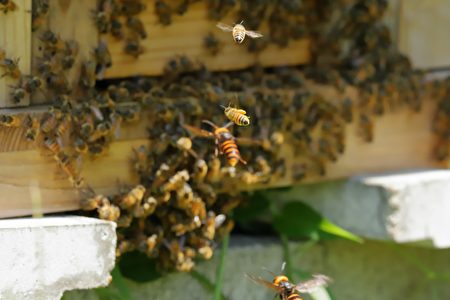 遭大虎头蜂入侵日本蜜蜂集体 热死 它 亚洲大黄蜂 蜂巢 大纪元