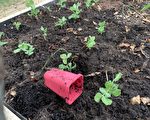 墨爾本部分地區土壤含鉛量過高 居民種菜需當心
