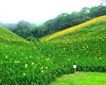 金针新品种鲜艳澄黄 知本天山农场花海耀眼