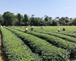 40位选手飙竞 东方美人茶制茶技术竞赛