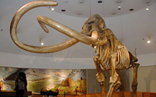 美潜水者发现冰河时期猛犸象腿骨 重达44斤