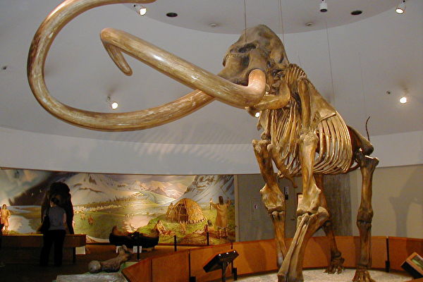 美潛水者發現冰河時期猛獁象腿骨 重達44斤