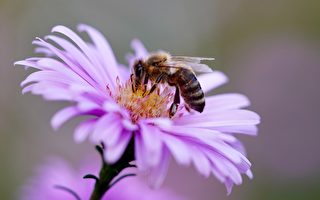 科學家訓練蜜蜂嗅出中共病毒 幾秒可知結果