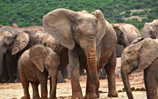 肯亞護林員用這招 讓落單的小象回到象群