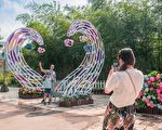 開幕5天  桃園繡球花季13日起停辦3農場休園