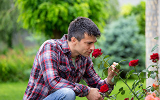 如何延長玫瑰的開花時間？ 讓專家告訴你
