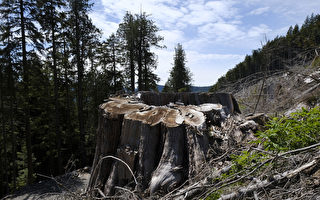木材价格至创纪录水平 卑诗省偷猎树木增加