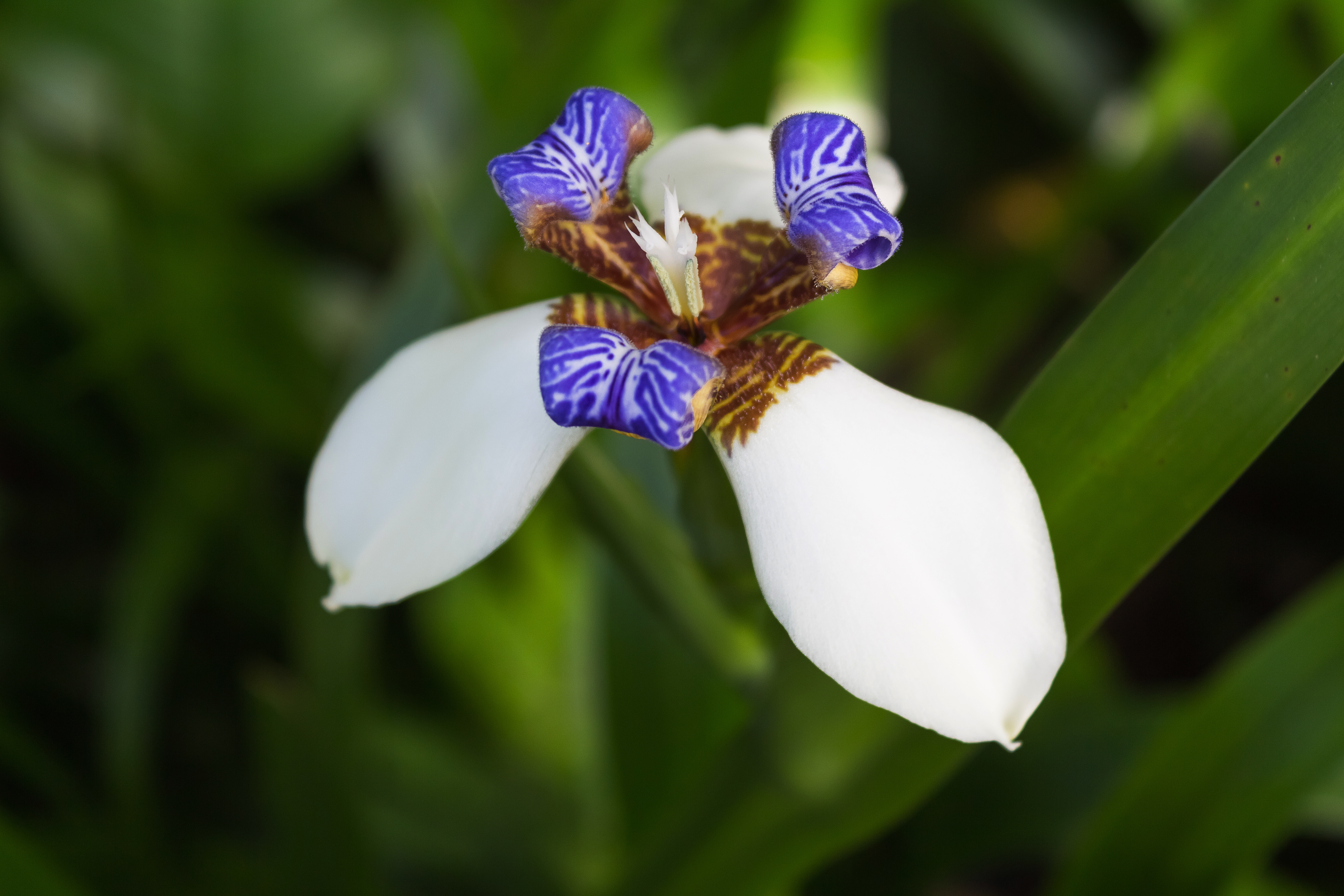 令人驚豔的巴西鳶尾花。（Shutterstock）