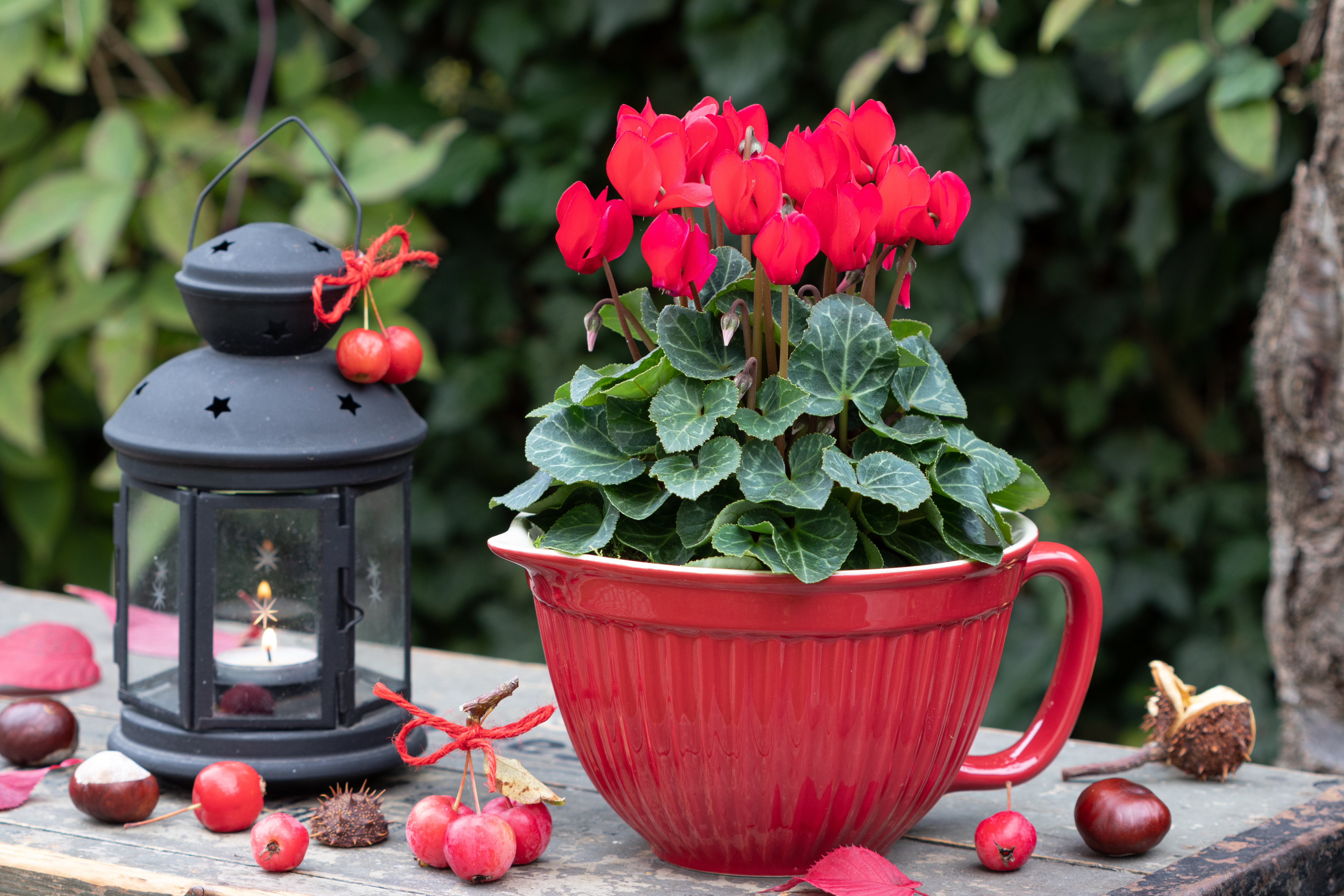 豔冠群芳的仙客來。（Shutterstock）