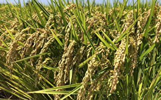 屏東一期水稻收割 農糧署籲不青割收益好