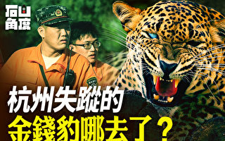 【有冇搞錯】杭州失蹤的金錢豹哪去了？