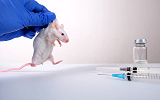 為什麼實驗室「小白鼠」多為雄性？