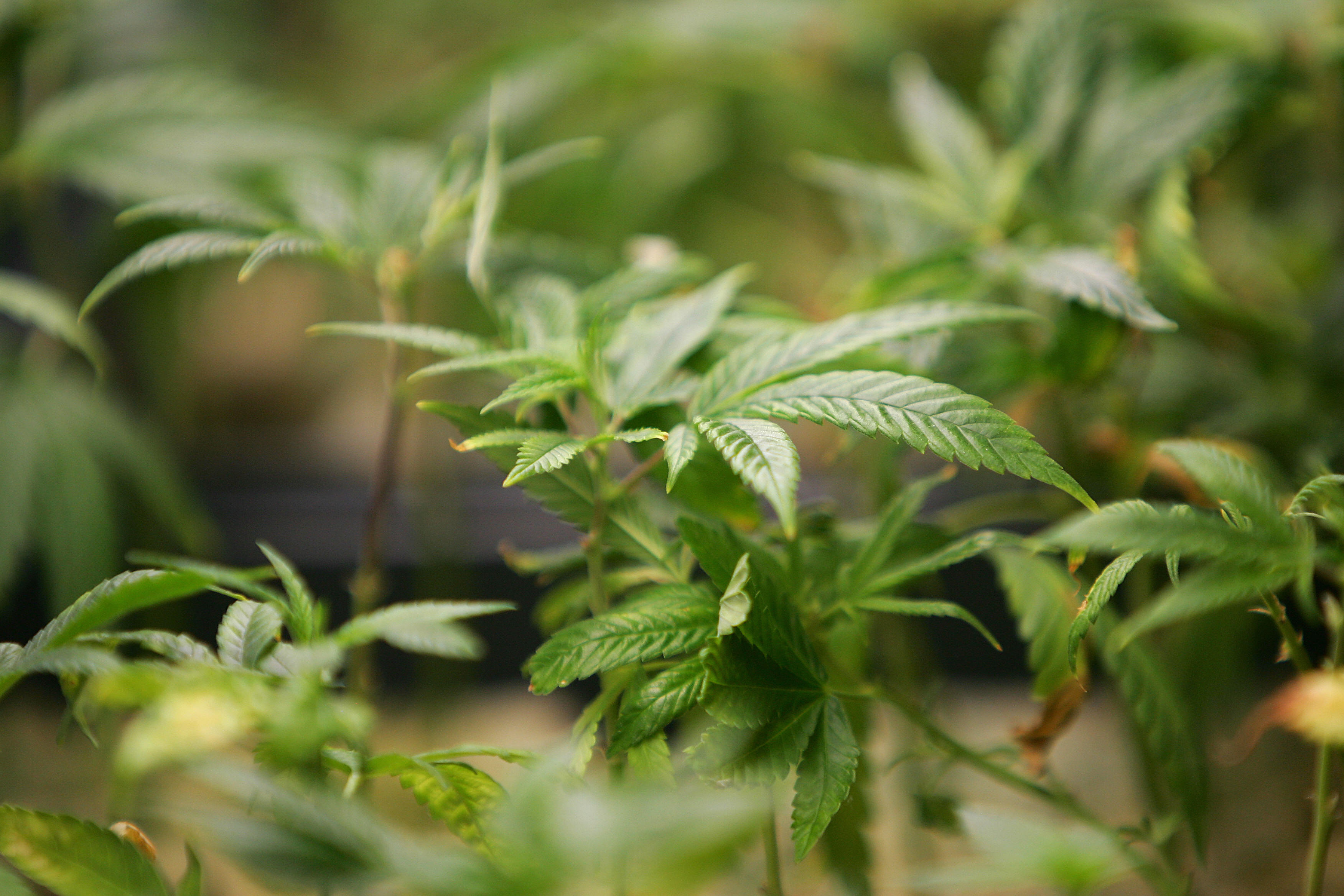 何清涟 被美国忽视的中美竞争新领域 大麻 大麻合法化 中美关系 奥巴马 大纪元