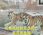 「老虎咬死人」 中國動物園為什麼事故亂象多？