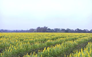 “茶芗铁道”新亮点 苗市猫里休闲农业区成立