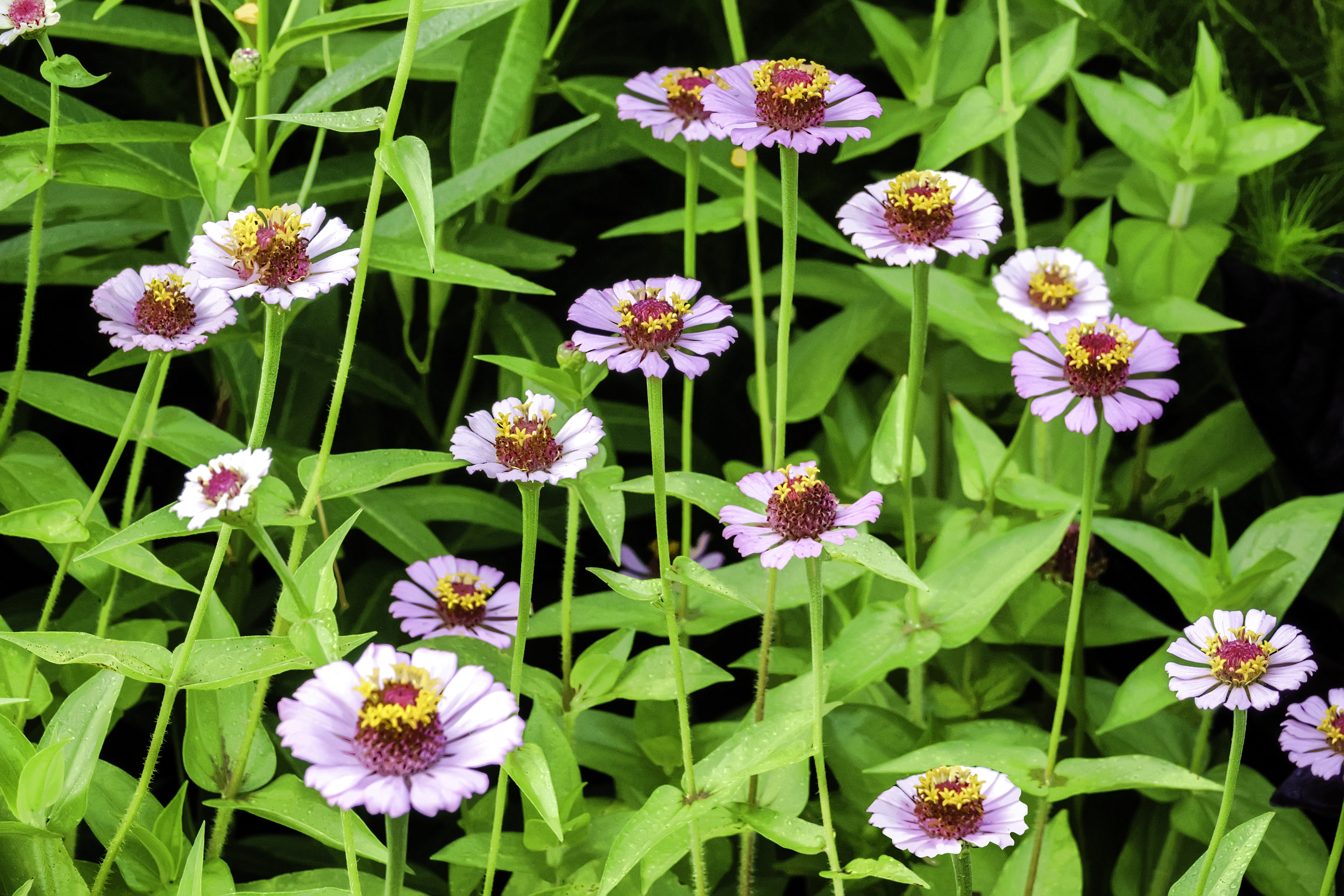 <span style="color: #000000">淡粉紅帶點紫的辛德瑞拉百日菊是獲獎品種。（Shutterstock）</span>