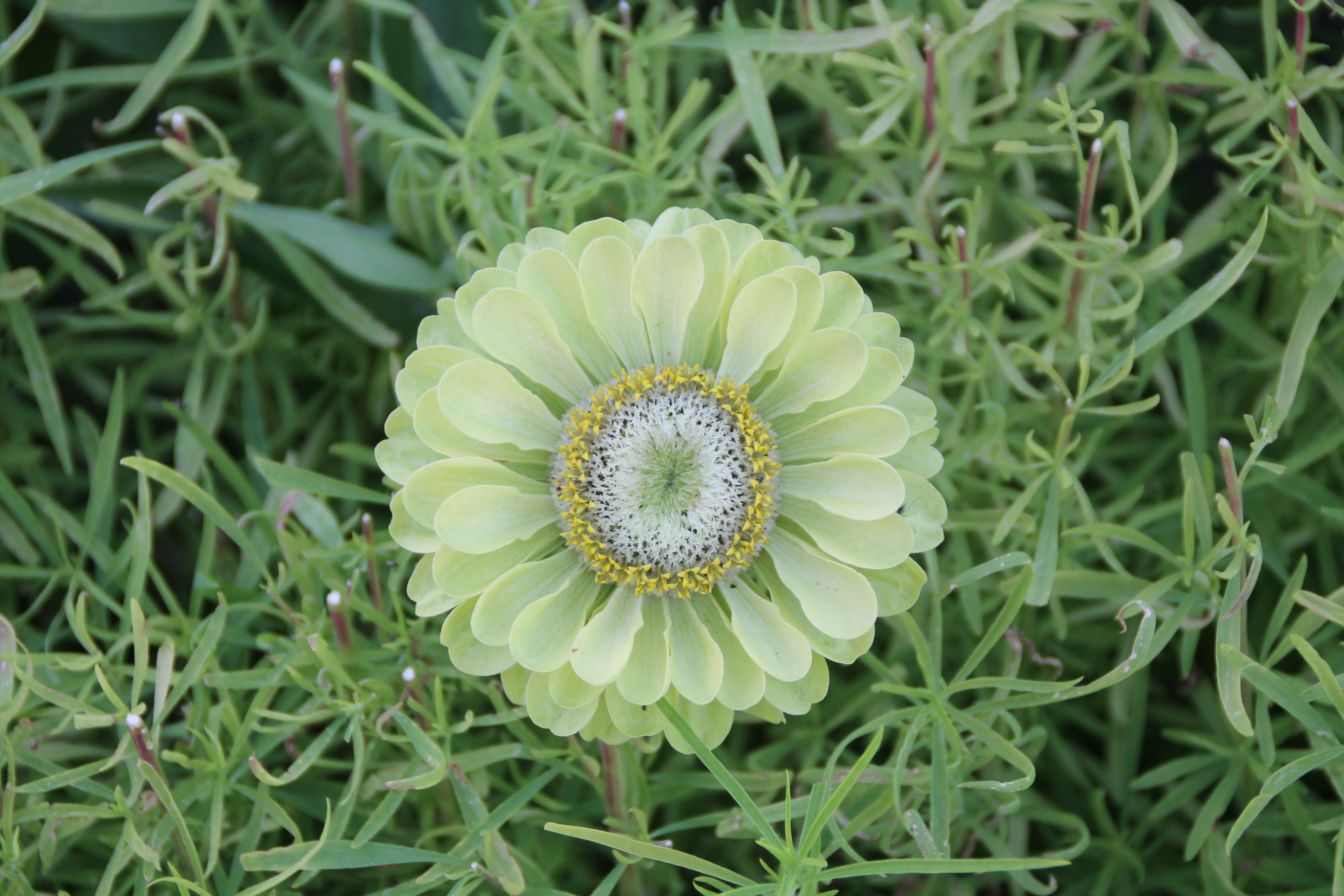 <span style="color: #000000">清爽自在的綠色百日菊，名為「羨慕」。（Shutterstock）</span>