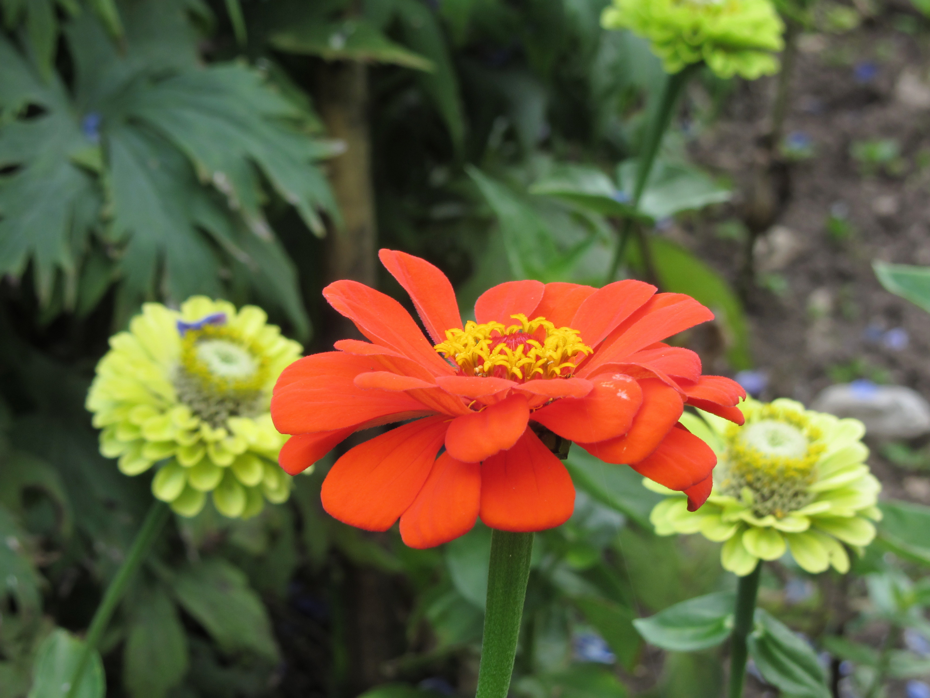 <span style="color: #000000">「拇指姑娘」矮生百日菊小巧可愛。（Shutterstock）</span>