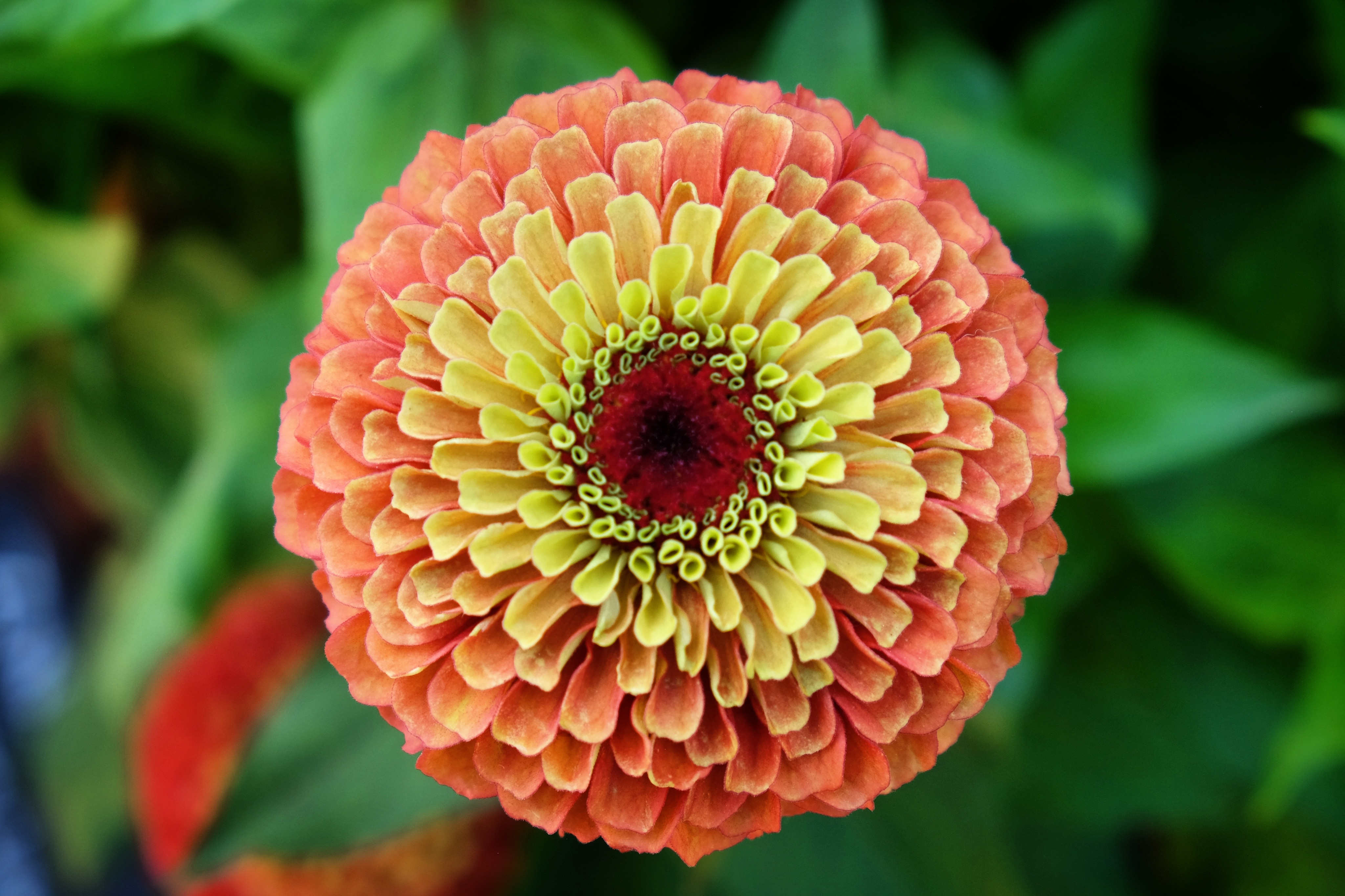 <span style="color: #000000">橘色的女王青檸百日菊是愛花者必種的觀花植物。（Shutterstock）</span>