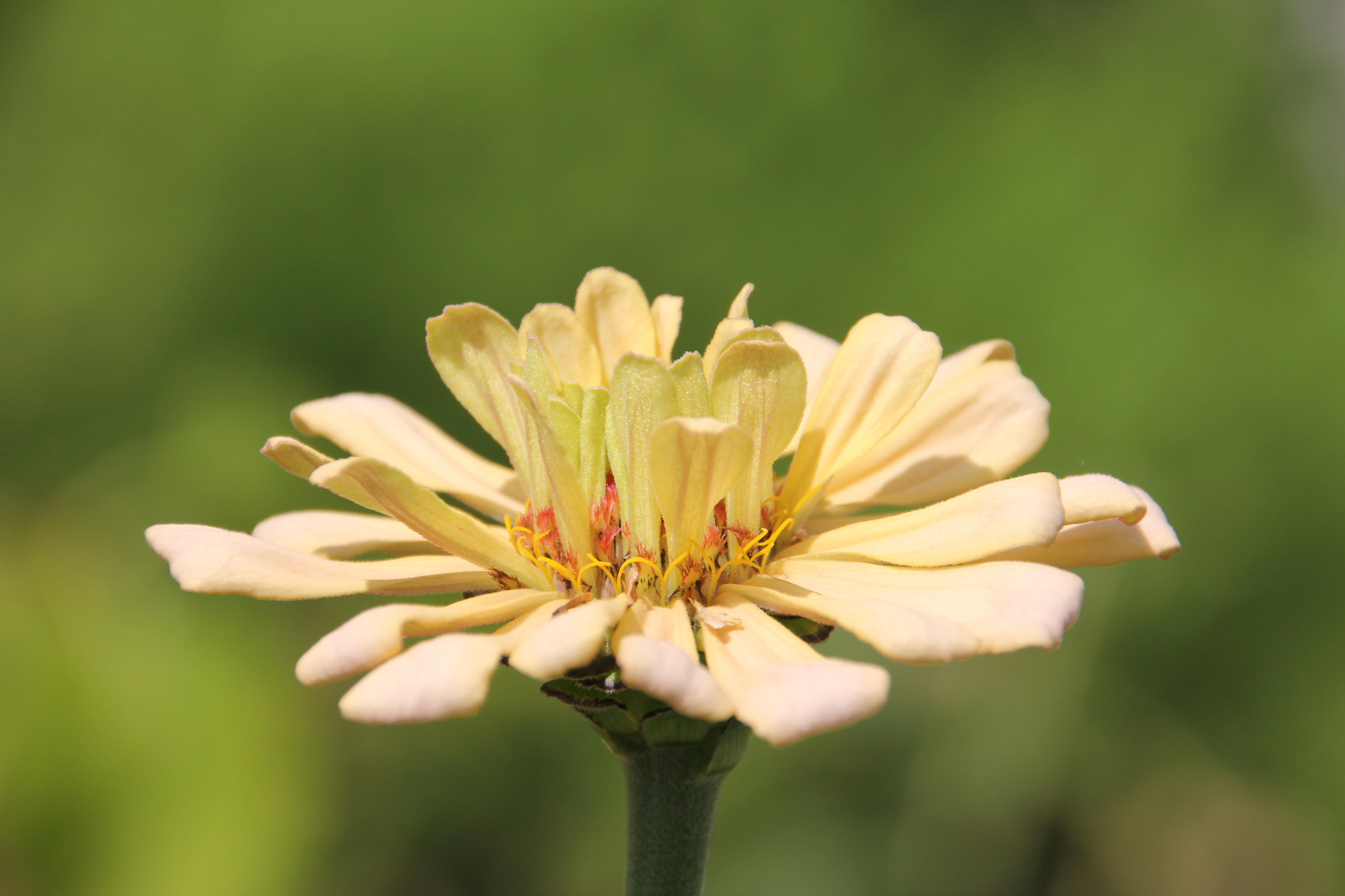<span style="color: #000000">仙人掌花型百日菊花瓣美麗、彎曲，色彩明亮。（Shutterstock）</span>