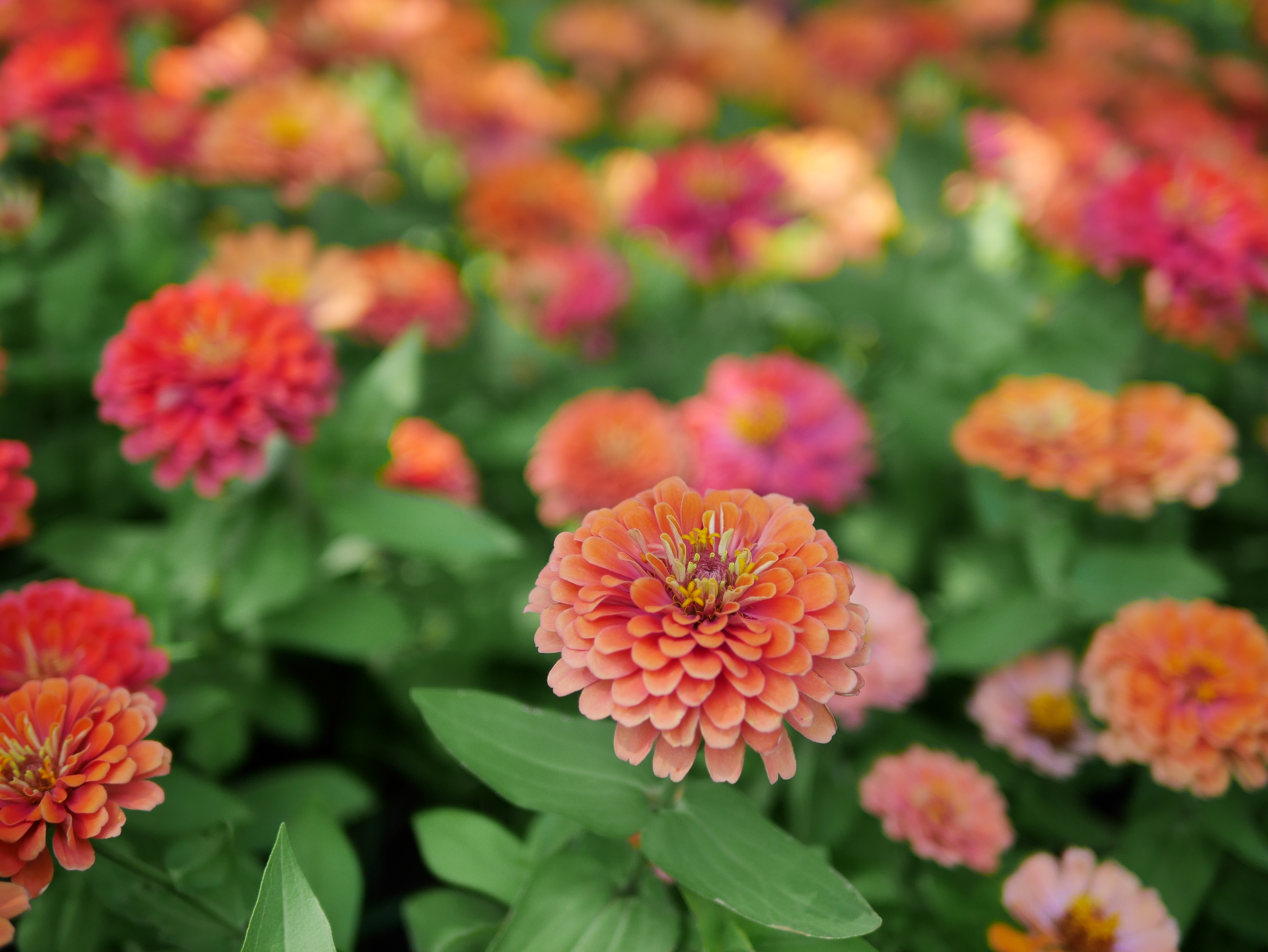 <span style="color: #000000">粉紅帶點橘的貝納里巨型百日菊，非常適合婚禮的裝飾布置。（Shutterstock）</span>