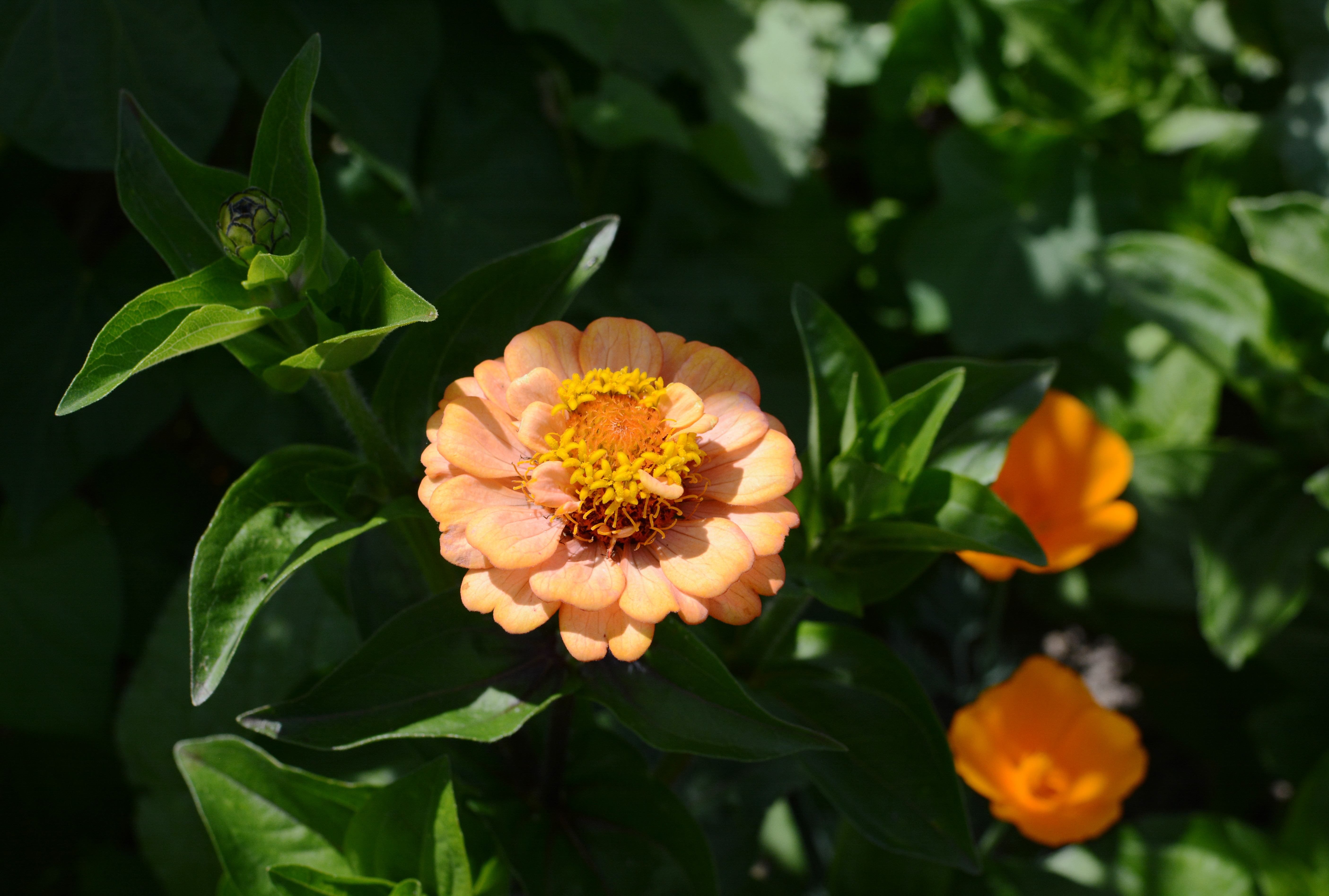 <span style="color: #000000">粉橘色的奧克拉荷馬百日菊。（Shutterstock）</span>