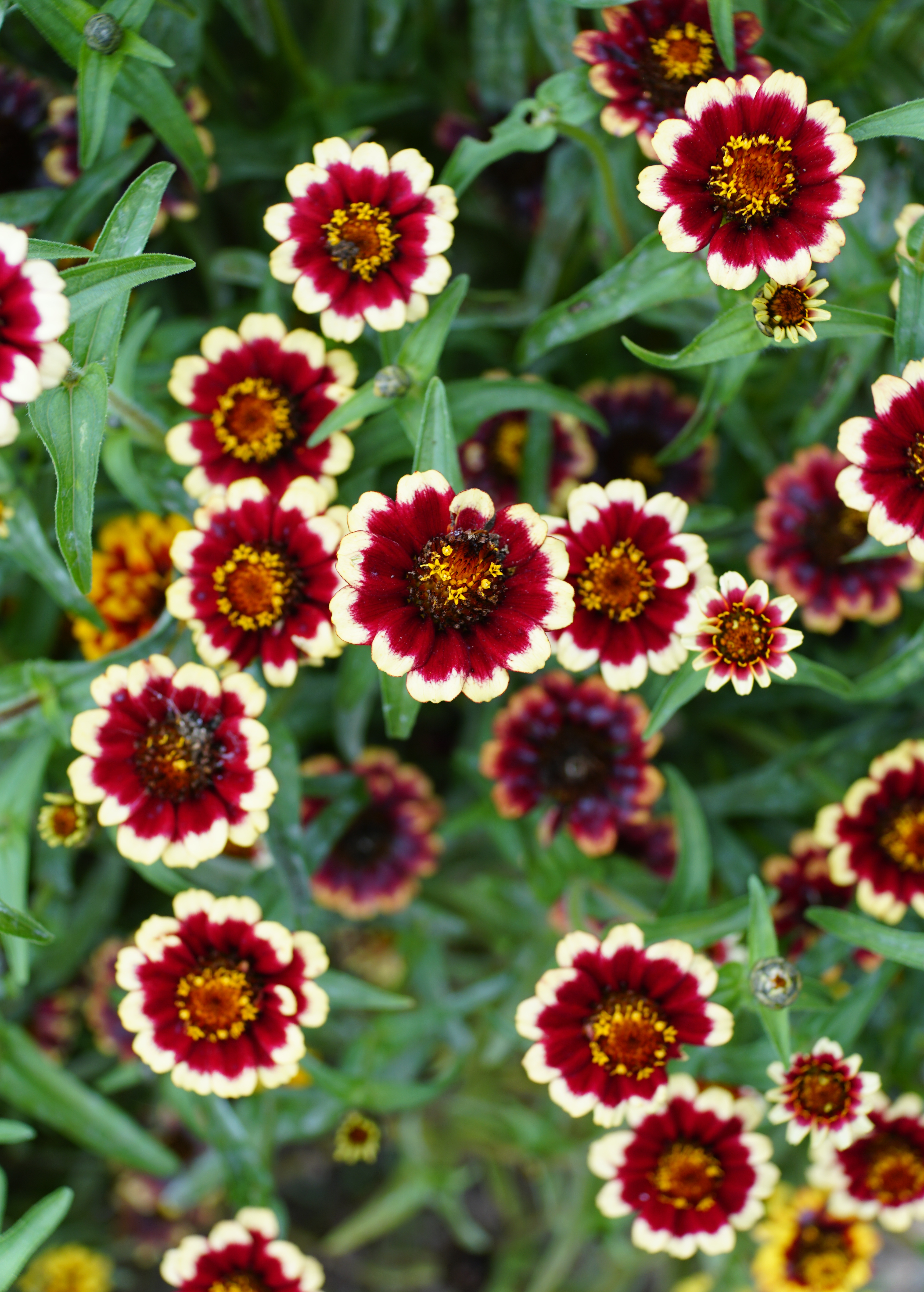 <span style="color: #000000">紅、白相間的爵士混合百日菊。（Shutterstock）</span>