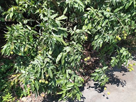 嘉义市荔枝今年持续受少雨干旱及近期气温飙升影响，导致落果严重，着果率低。