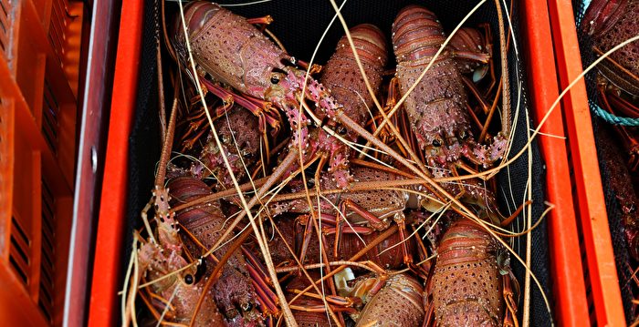 澳洲龙虾经香港游回中国餐桌 对港出口增20倍