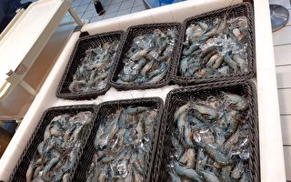 疫情衝擊泰國蝦產業 屏縣府建請專案紓困