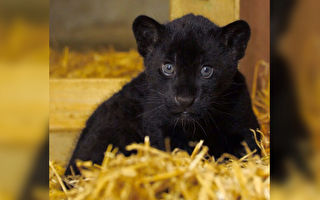 全身纯黑 英国保护区喜迎稀有美洲豹幼崽
