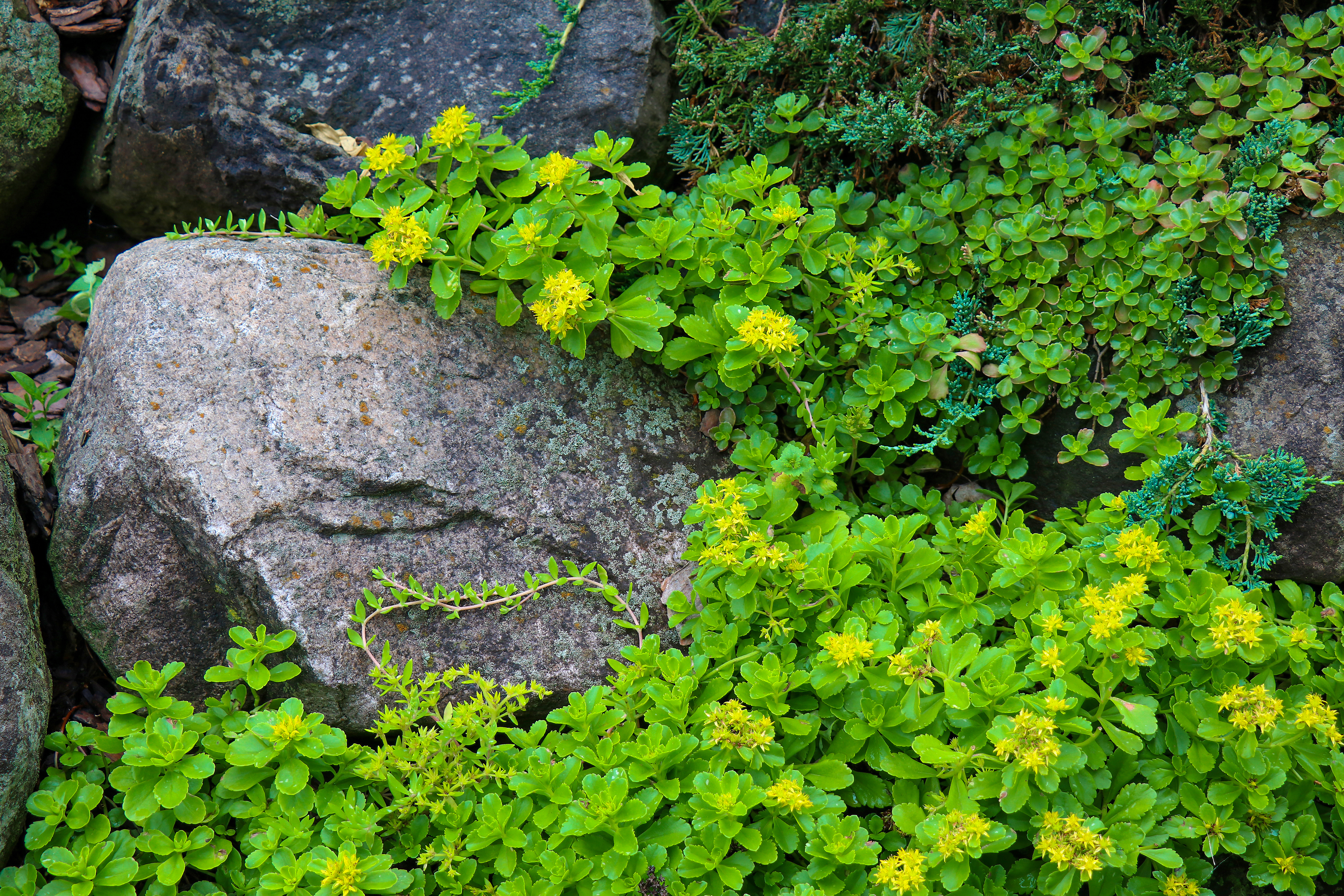 <span style="color: #000000">景天是開花的多肉植物，可以種植在石縫中，蔓延生長。（Shutterstock）</span>