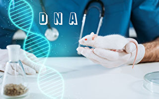 科學家通過基因編輯延長小鼠壽命23%