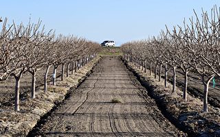 加州極度乾旱或致農作物減產 農民損失重