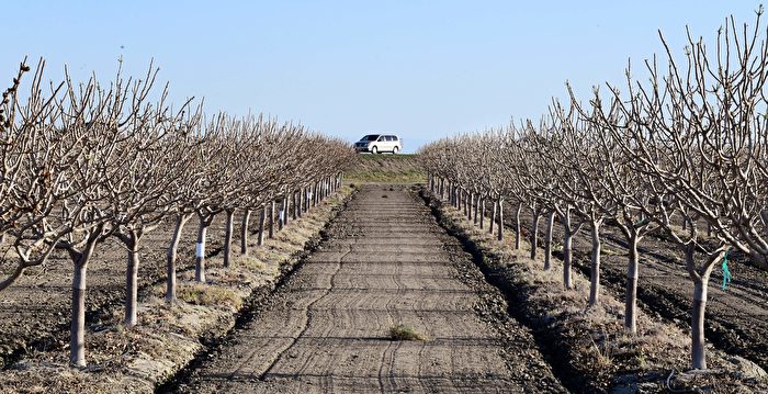 加州极度干旱造成农作物减产 农民损失重