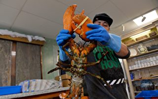 橙色龙虾从加国超市获救 捕获率三千万分之一