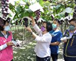 力挺農友 彰化縣長訪視溪湖葡萄果農