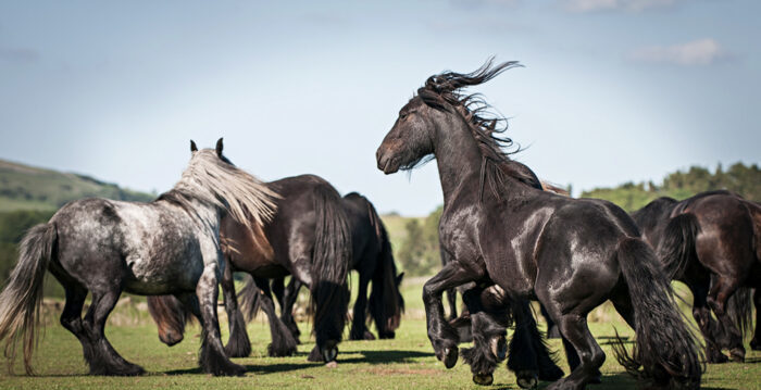 组图:六种黑马 激发你的神秘浪漫情怀