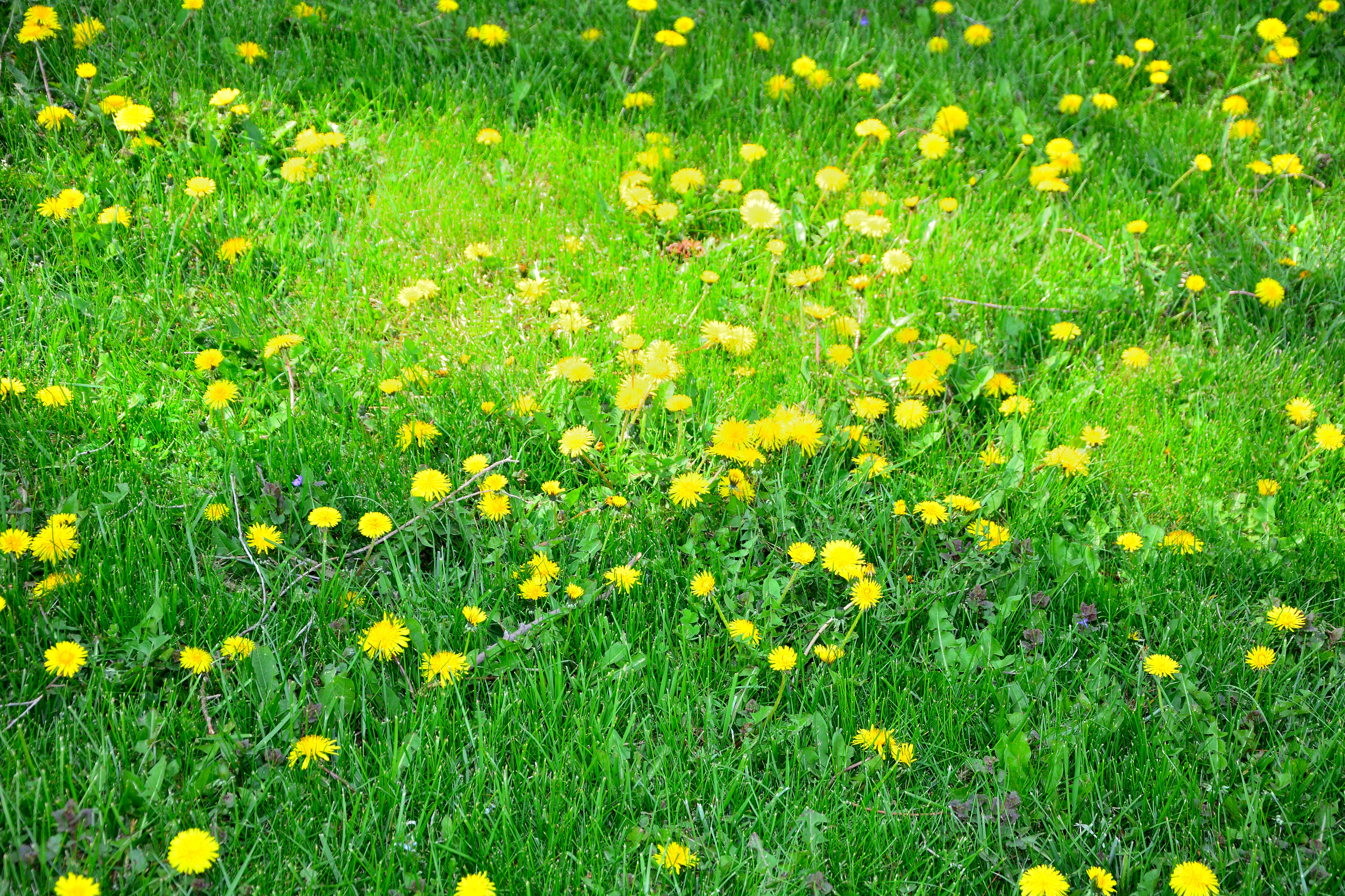 花园里的杂草。(Shutterstock)