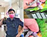 迷路鹦鹉叩窗求救  员警惊叹：真有灵性