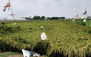 嘉南區啟動災害稻穀收購機制 保障稻農收益