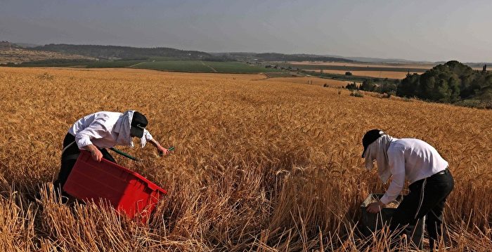 全球粮价上涨40% 中国粮食需求推高国际粮价